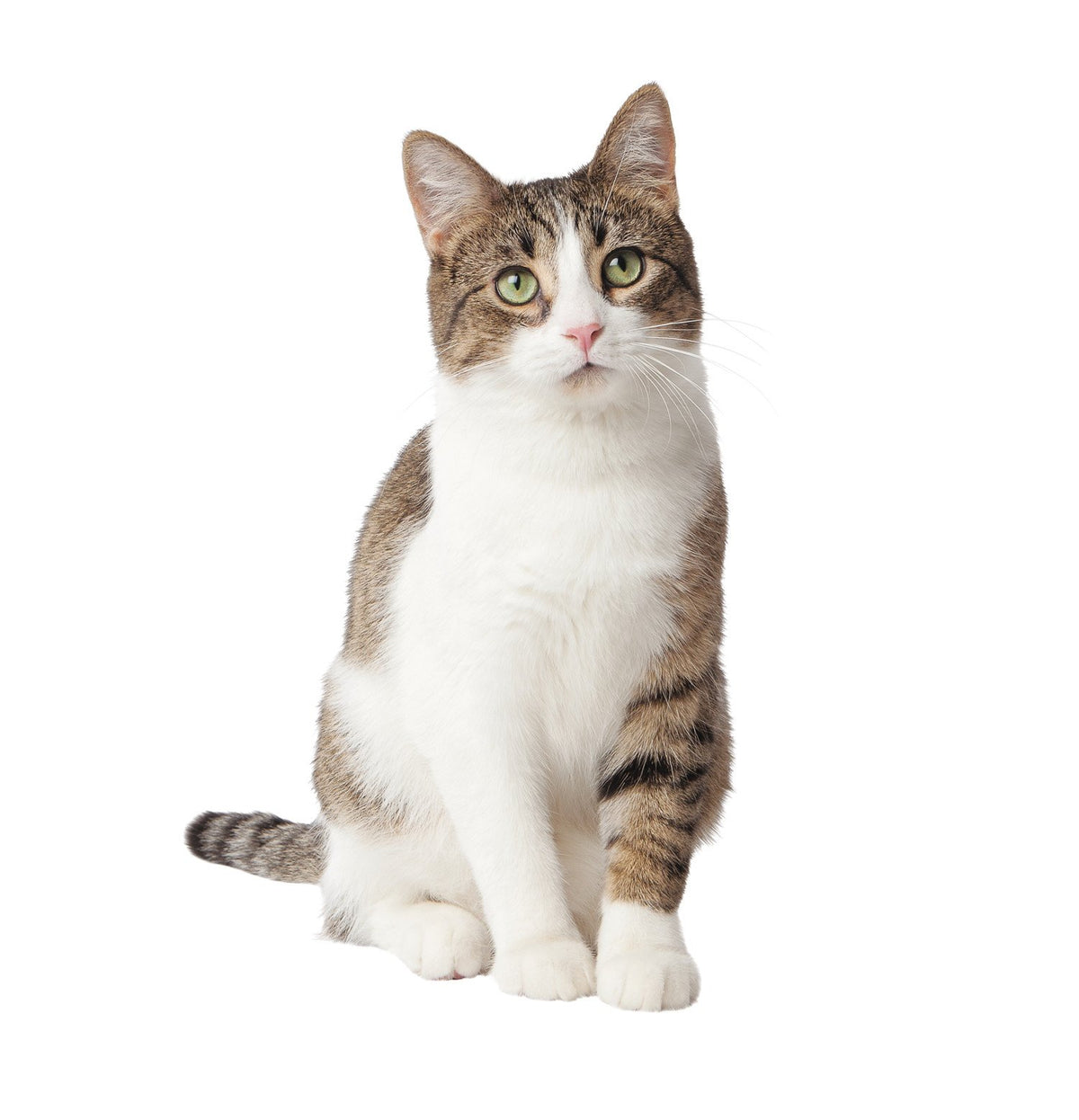 Clumping Cat Litter (27.00 Pound (Pack of 1) / 27 lb. Pail)