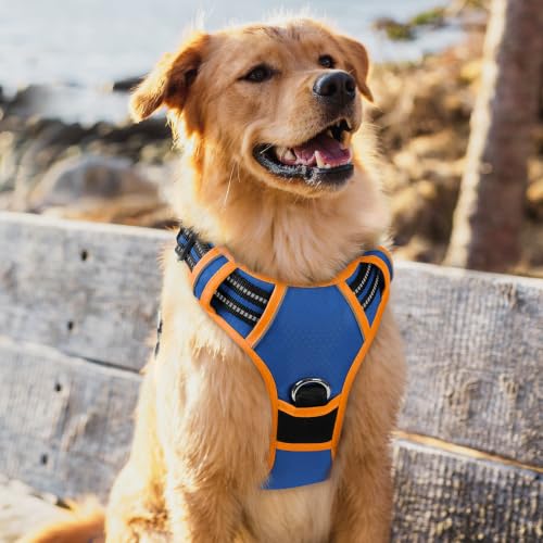 Dog Harness for Large (Royal Blue & Orange / X-Large)