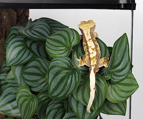 Fake Calathea Orbifolia (Fake Calathea Orbifolia)
