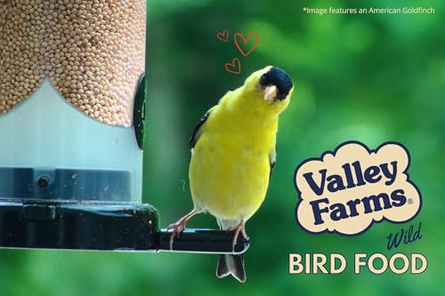 White Millet Wild Bird Seed (20 Pound (Pack of 1))
