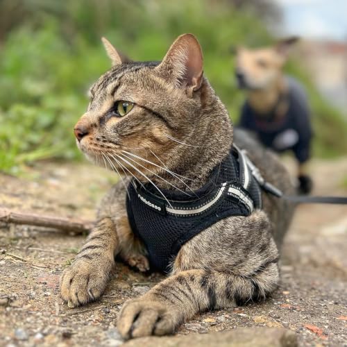 Cat Harness and Leash Set (XL / Black)