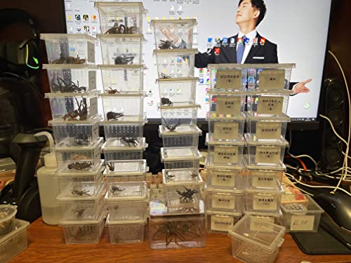 Small Reptile breeding Box Spider Terrarium freeding Box for arboreal Tarantula Scorpion Sling Lizards Mantis Jumping Spider Snail Insect Isopods Terrariums Breeding Box