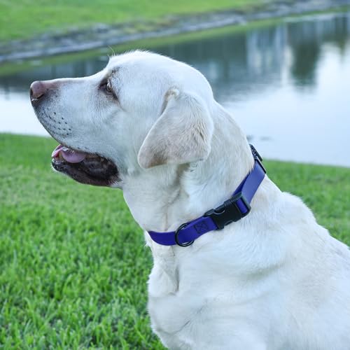 Biothane Waterproof Dog Collar with Quick Release Buckle Strong Coated Nylon Webbing with Odor (3/4"W by 12-19"L / Blueberry Royal)