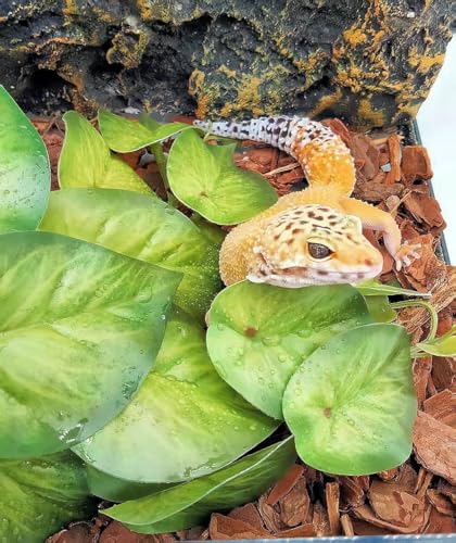 Reptile Plants for Terrarium (Arrowhead)