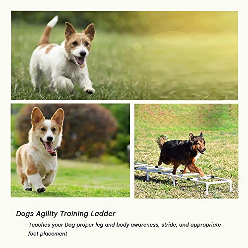 Dogs Agility Training Ladder