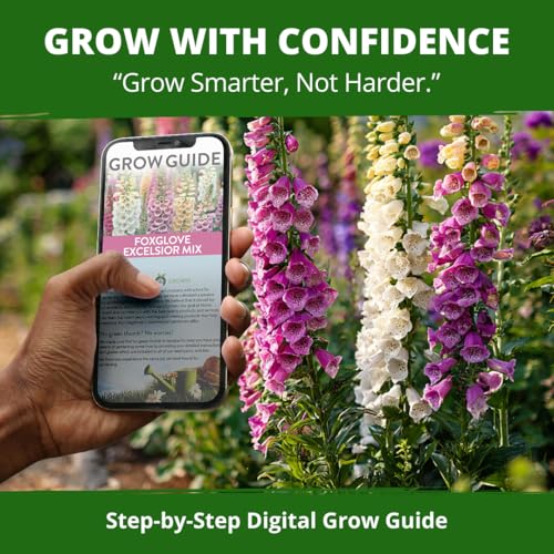 Foxglove Excelsior Mix 8000 Flower Seeds Digitalis purpurea