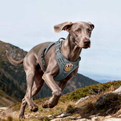 Tactical Dog Harness for Large Dogs (L(Chest:22"-37",Neck:21.1"-30.3",Back:8.3") / Grey)