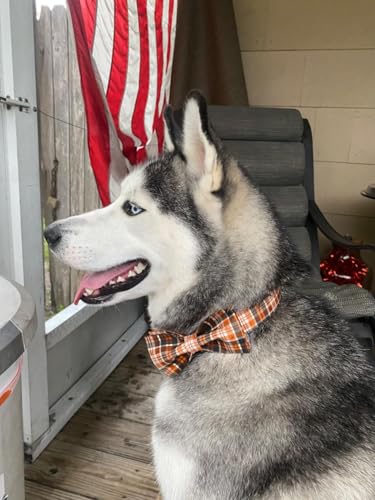 Halloween Dog Collar with Bowtie (A:O&B Grid / Large (Pack of 1))