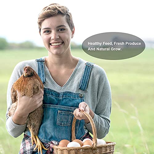 10oz Dried Mealworms for Chickens Duck High Protein Birds Treat (10 Ounce (Pack of 1))