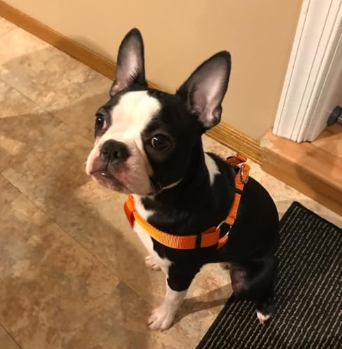 No Pull Dog Harness Large Sized Step (Orange / Large)
