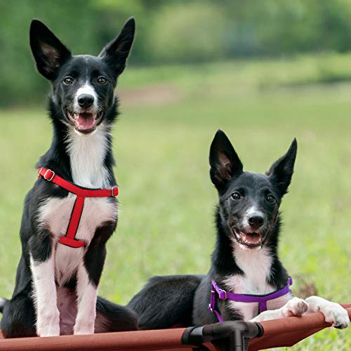 Cooling Elevated Dog Bed (49.0"L x 33.0"W x 9.0"Th / Black)