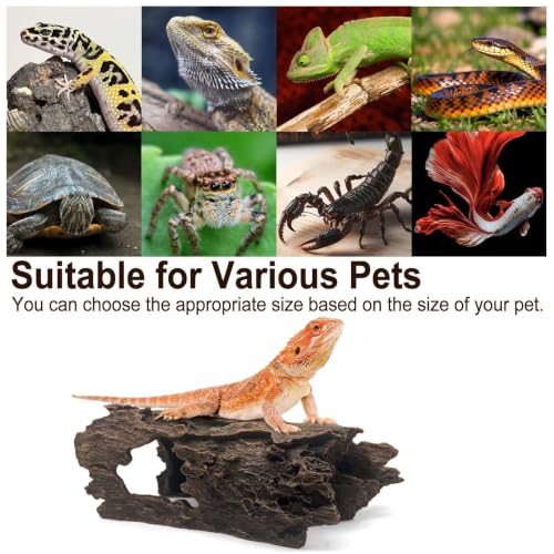 Bearded Dragon Hide