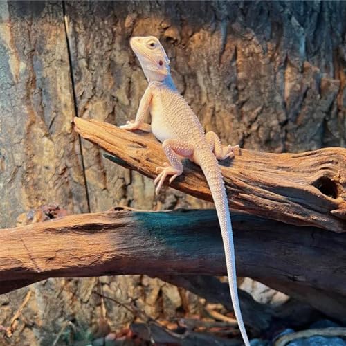 2 PCS Bird Cork Perch Stand (Wood / 30 x 30cm)
