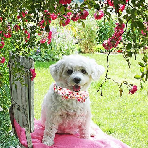 Summer Dog Collar (Rose Red / X-Large (Pack of 1))