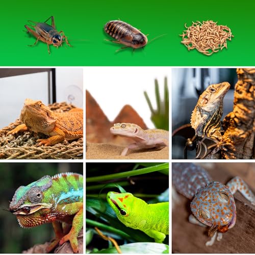 Cricket Calcium Powder Mixer