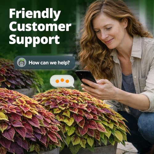 Rainbow Coleus 1500 Flower Seeds Plectranthus scutellarioides