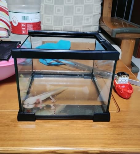 Mini Reptile Glass Terrarium Tank (7.9x7.9x5.7inch)