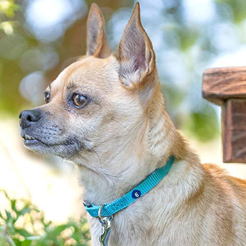 Essentials Matching Large Dog Collar (Large / Orange Vermilion)
