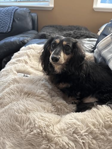 Dog Couch Bed (27"×22"×4.7" / Coffee)