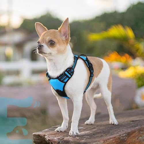 Dog Harness for Small Dogs (X-Small / Sky Blue)