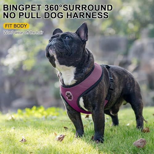 Small Dog Harness (M (NECK: 14", CHEST: 17"-21") / Purple)