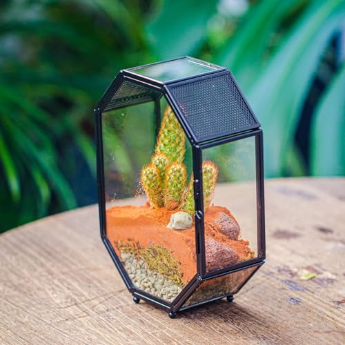 Mini Vented Glass Terrarium with Vent and Door for Jumping Spiders (5 x 2.3 x 7 inches)