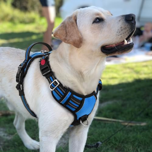 Dog Harness for Large (Blue / Large)