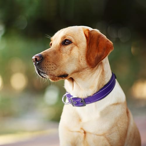 Heavy Duty Dog Collar for Large Dogs with Metal Belt Buckle (Large(19"-23") / Purple)