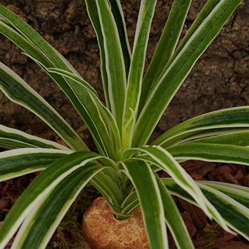 Artificial Spider Plants Reptile Terrarium Decor Tank Accessories (B-artificial Spider Plants)