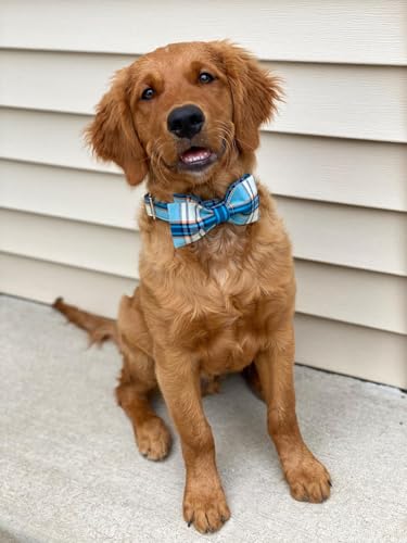 Boy Dog Collar with Bowtie (Blue Grid / Small (Pack of 1))