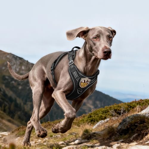 Tactical Dog Harness for Large Dogs (L(Chest:22"-37",Neck:21.1"-30.3",Back:8.3") / Black)