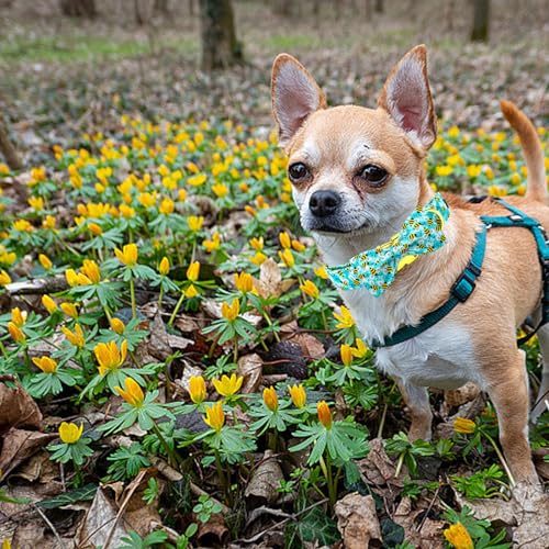 Blue Bees Print Dog Collar with Bow Tie for Small to Large Dogs (Bees / X-Small (Pack of 1))