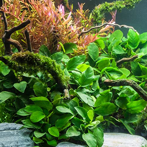 Potted Anubias Plants (Potted Anubias Var Nana)
