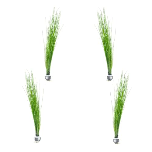 Live Aquarium Stem Plants (Lead Bunch - 4 Pack / Eleocharis Vivipara)