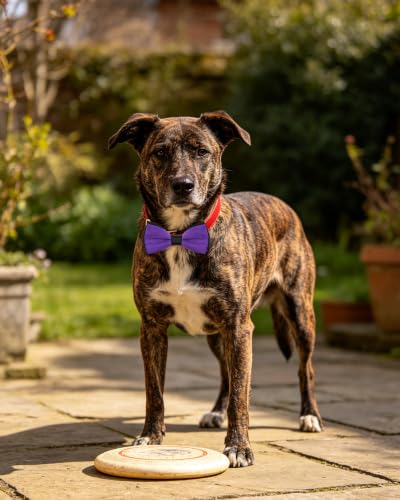 5 Pack Mixed Color Dog Bowties for Large Dogs Slide on Collar (M/L)