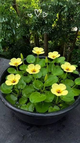 Floating Plants for Water Gardens and Ponds