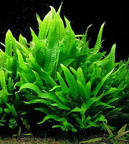 Potted Microsorum Plants (Potted Microsorum Broad)