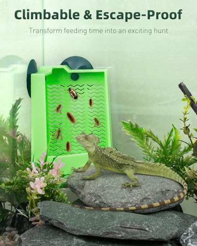 Bearded Dragon Feeder (Corner Mounted Feeding Dish / Small)