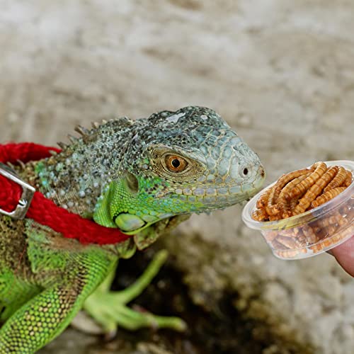 500 Pcs Reptile Food Cups Plastic Feeder Bowls for Gecko (0.5oz)