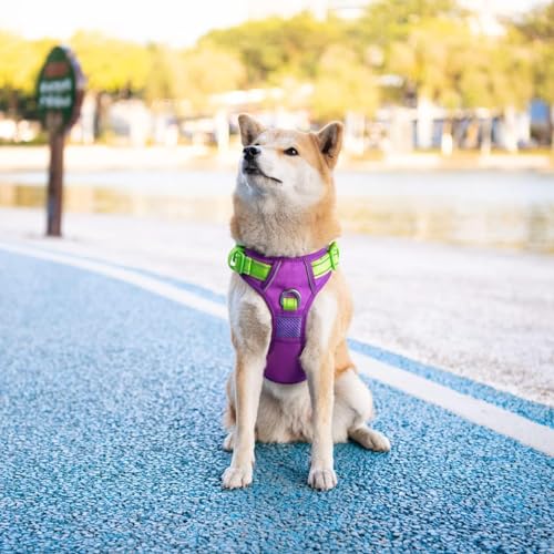 No Pull Dog Harness (Purple Base & Green Straps / Small)