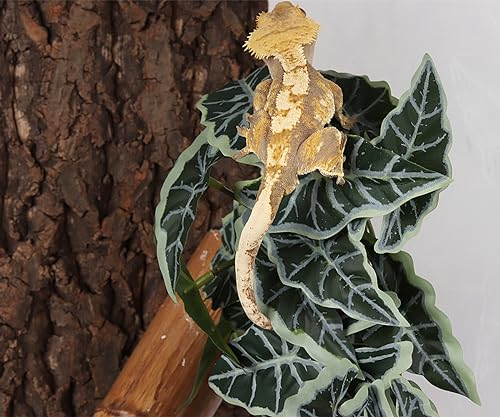 Snake Enclosure Plants (Fake Alocasia Black Velvet)