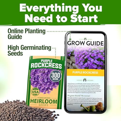 Aubrieta Rock Cress Purple Seeds