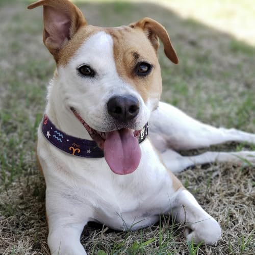 Heavy Duty Thick Dog Collar with Metal Buckle for Small Dogs (S – Fits Neck 12.6"-15.8" / Constellation Purple)
