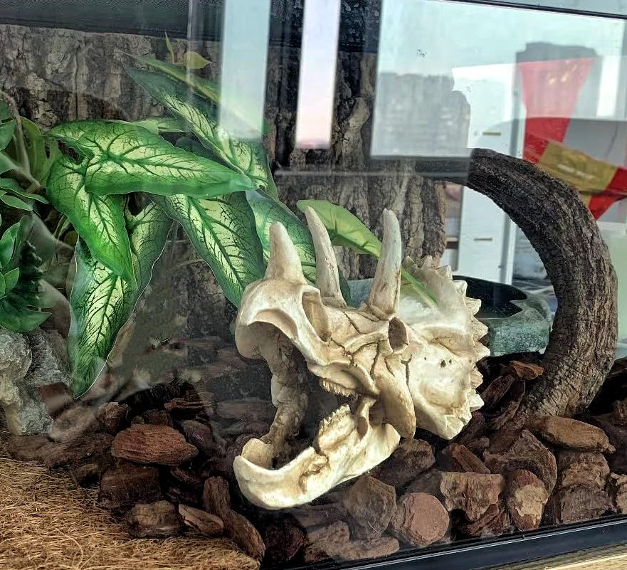 Reptile Plants for Terrarium (Alocasia Odora-b)