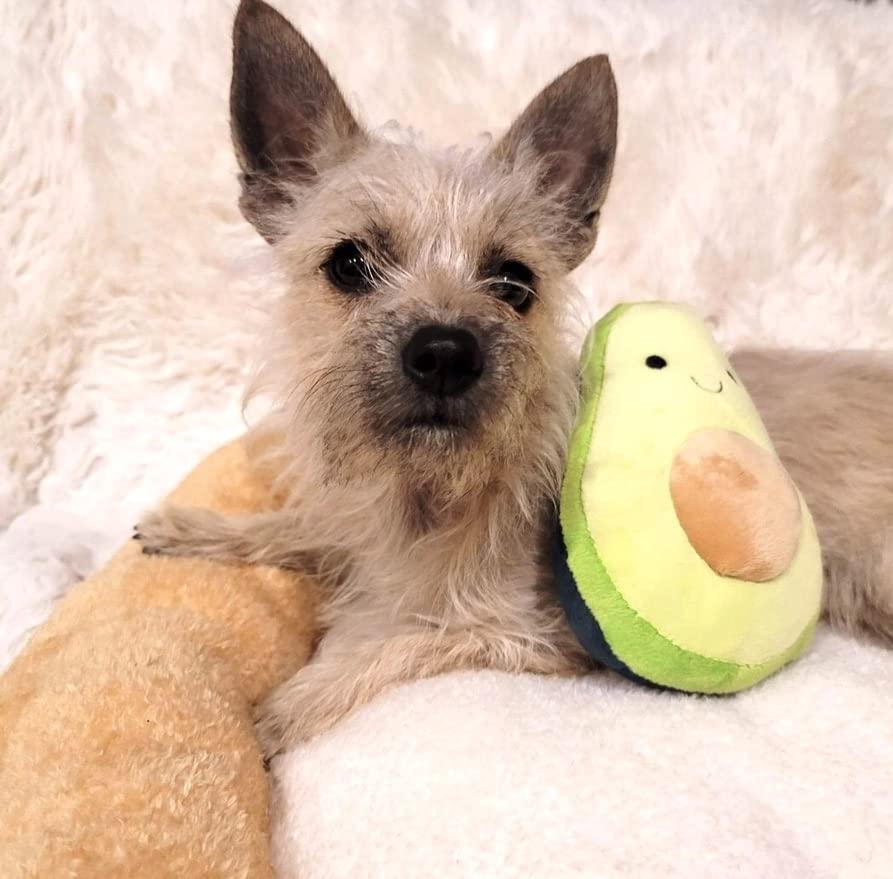 Soft Plush Small Cute and Cozy Food Dog Cat Bed (Avocado Toast)