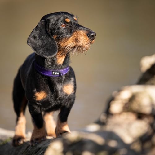Padded Dog Collar for Small Dogs with Metal Belt Buckle (Small(11”-14.5“) / Purple)