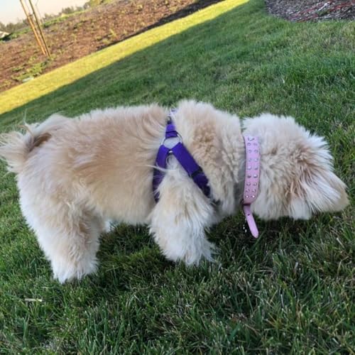 No Pull Dog Harness Small Sized Step (Purple / Small)