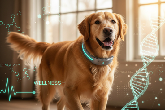 Dog Anti-Aging in 2026: NMN, Smart Collars & Longevity Science Explained