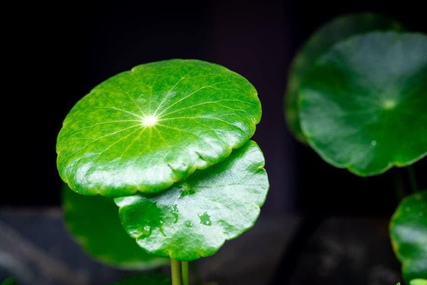 SubstrateSource Live Aquarium Stem Plants - Freshwater Aquatic Plant for Fish Tanks, Aquascaping - (Hydrocotyle Verticillata, 1 Bunch)