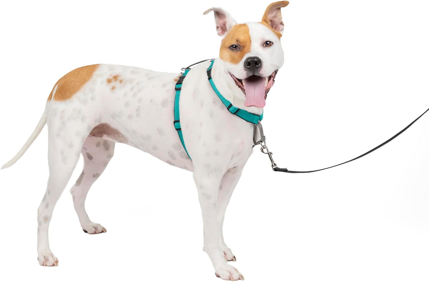 PetSafe 3 in 1 Dog Harness - No Pull Solution for Dogs - Reflective Dog Harness - Front D-Ring Clip Helps Stop Pulling - Comfortable Padded Straps - Top Handle Enhances Control - Teal - Medium - Pet Explorer